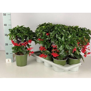 ARDISIA CRENATA RED
