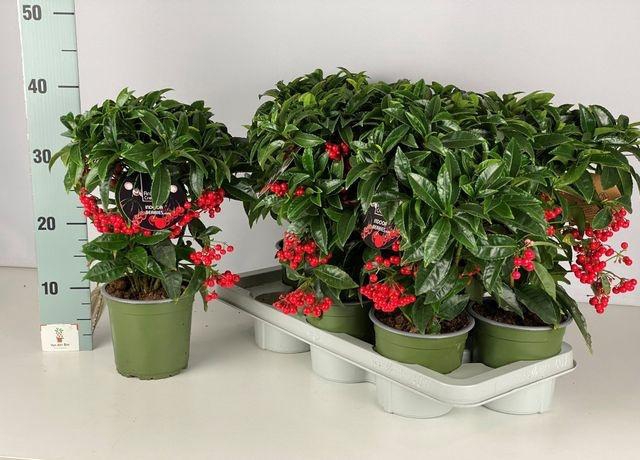<h4>ARDISIA CRENATA RED</h4>
