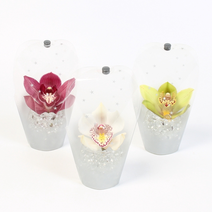 <h4>CYMB VERPAKT P BLOEM 28717</h4>