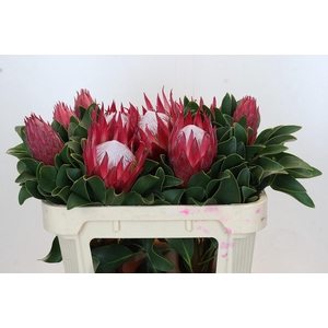 Protea Cynaroides Madiba