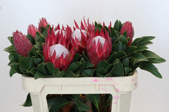 <h4>Protea Cynaroides Madiba</h4>