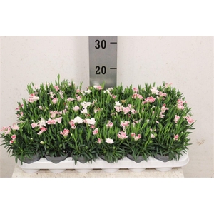 Dianthus mixkar 6 kleuren