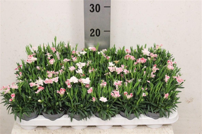<h4>Dianthus mixkar 6 kleuren</h4>