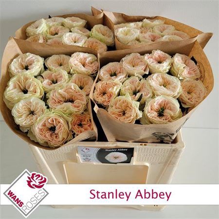 <h4>R Gr Bu Stanley Abbey</h4>