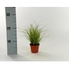 Carex Jubilo