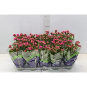 KALANCHOE DOBRADO P11 PINK