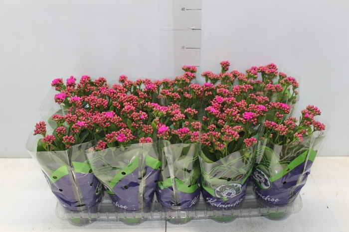 <h4>KALANCHOE DOBRADO P11 PINK</h4>