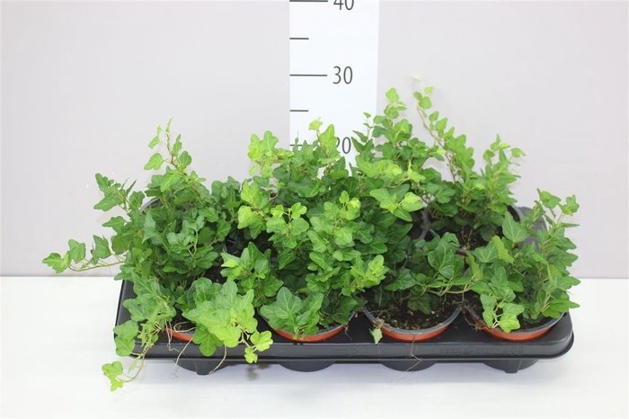 <h4>Hedera He Wonder</h4>