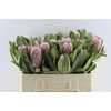 Protea Pink Ice