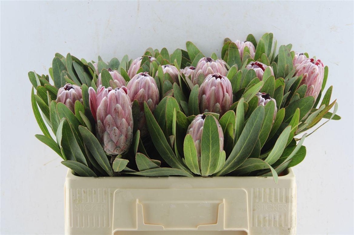 <h4>Protea Pink Ice</h4>