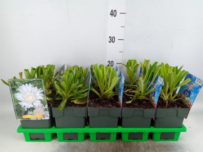 <h4>Stokesia laevis</h4>