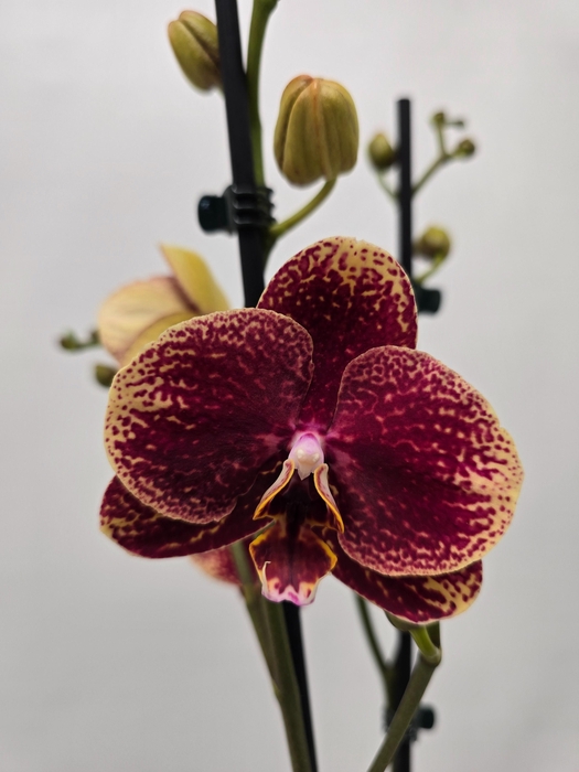 <h4>Limited 41 week 8</h4>