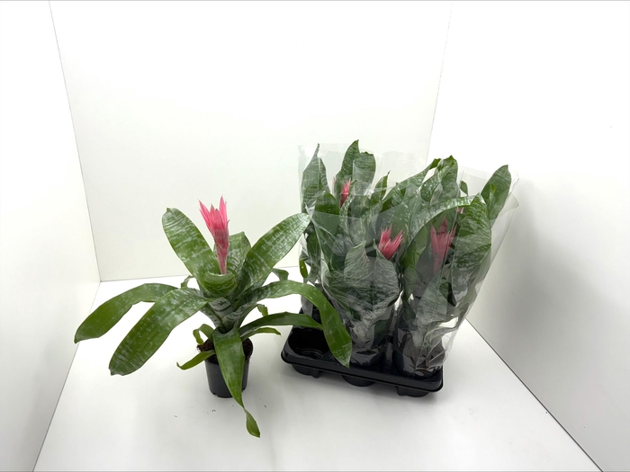 <h4>AECH FAS PRIMERA</h4>