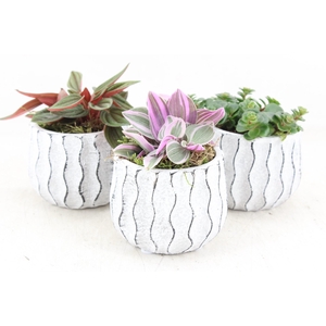 arr3 SN - Squigli pot kl. x6