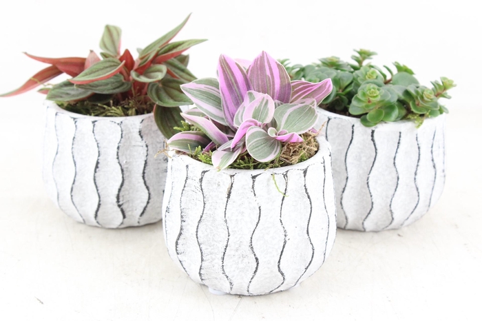 <h4>arr3 SN - Squigli pot kl. x6</h4>