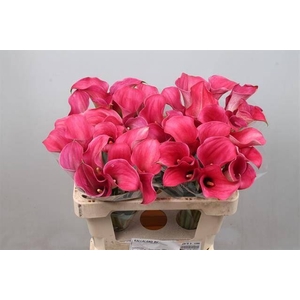 Calla Captain Romance