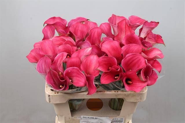 <h4>Calla Captain Romance</h4>
