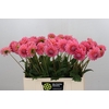 Dahlia Doris Duke