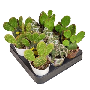 OPUNTIA MIX IN A ROW POT Ø 6,5 WITH POTCOVER - TRAY 12 PCS (CACTUS)