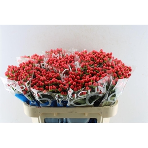 Hyp Coco Rio Red