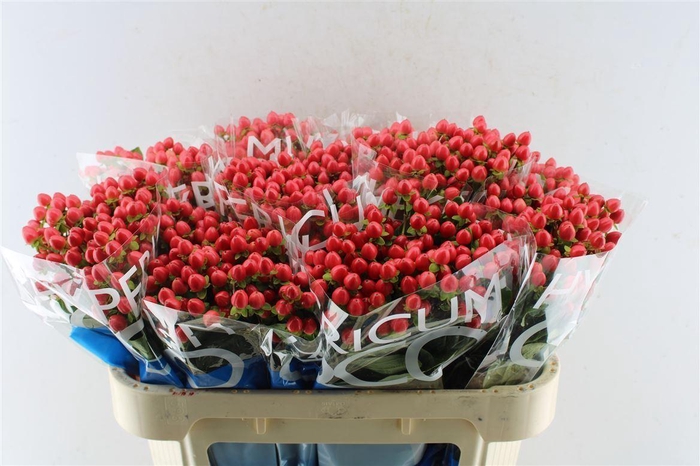 <h4>Hyp Coco Rio Red</h4>
