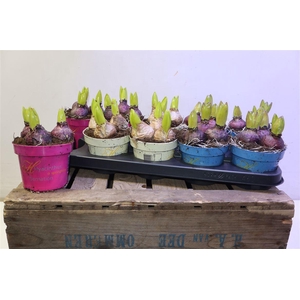 arr8 Hyacin Gem 3 Kl