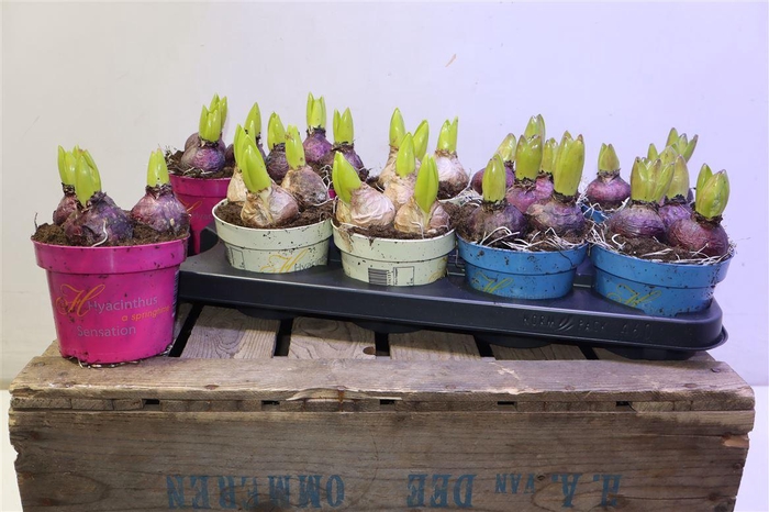 <h4>arr8 Hyacin Gem 3 Kl</h4>