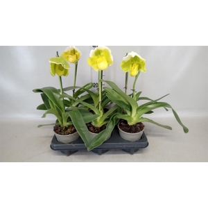 Paphiopedilum  'Amerikaanse hybrid'