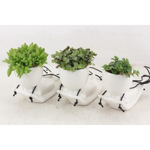 arr3 SN - Ker. vliegend tapijt x12