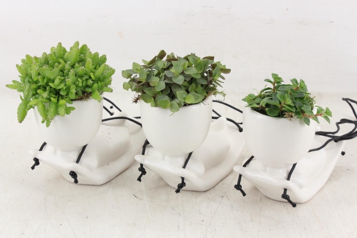 <h4>arr3 SN - Ker. vliegend tapijt x12</h4>