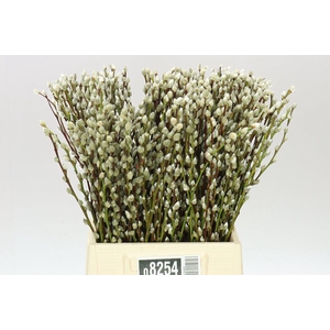 Salix Snow Flake