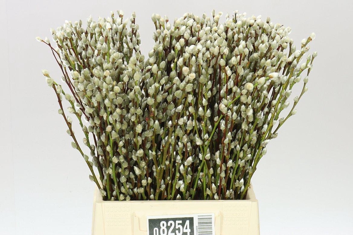 <h4>Salix Snow Flake</h4>