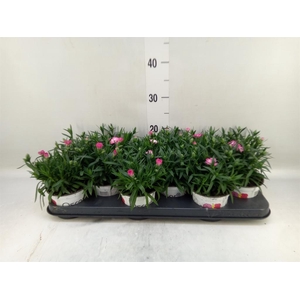 Dianthus  'Oscar Pink And Purple'