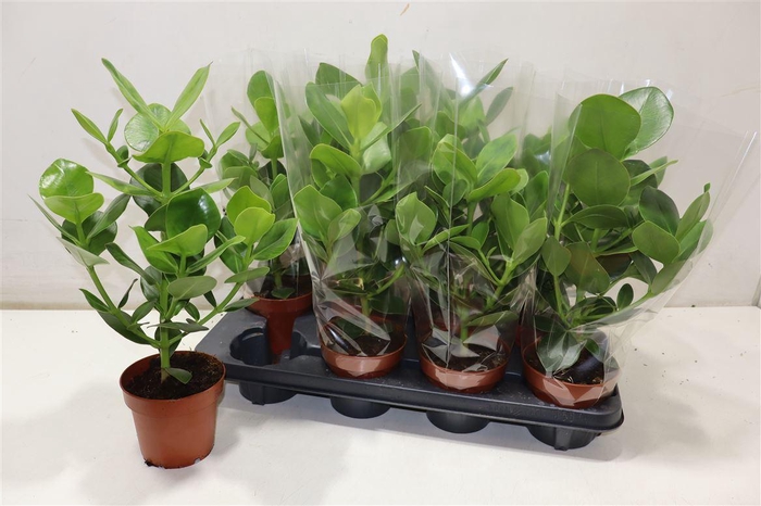 <h4>Clu Ro Princess</h4>