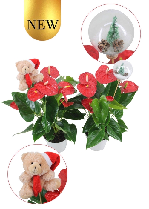 <h4>Anthurium XL.9 Jambo Red 14cm met 2 verschillende kerststekers</h4>