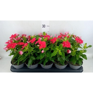 Catharanthus roseus Titan-Ium Reall