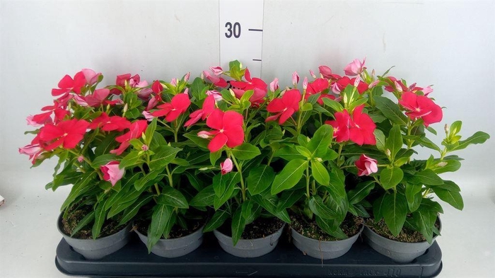 <h4>Catharanthus roseus Titan-Ium Reall</h4>