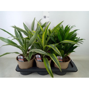 Dracaena   ...mix