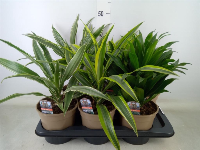 <h4>Dracaena   ...mix</h4>
