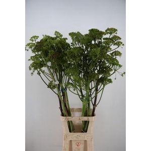 FOENICULUM VULGARE 150CM