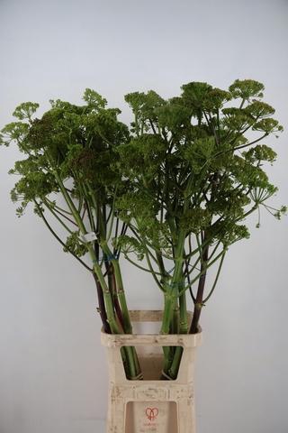 <h4>FOENICULUM VULGARE 150CM</h4>