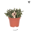 Kolibri Greens Rhipsalis Burchellii