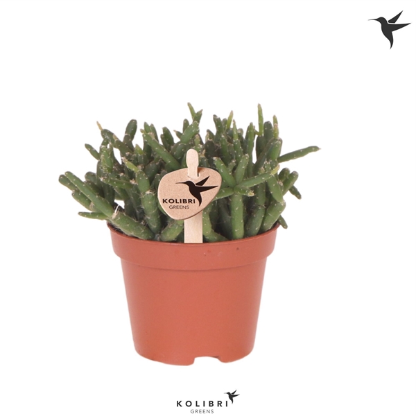 <h4>Kolibri Greens Rhipsalis Burchellii</h4>