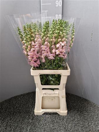 <h4>Antir Poto Pink</h4>
