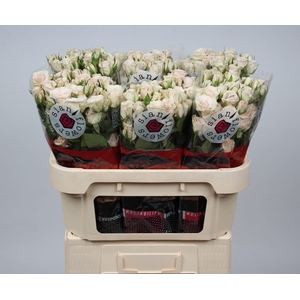 R TR ROYAL PORCELINA