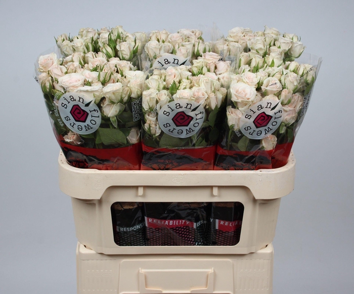 <h4>R TR ROYAL PORCELINA</h4>