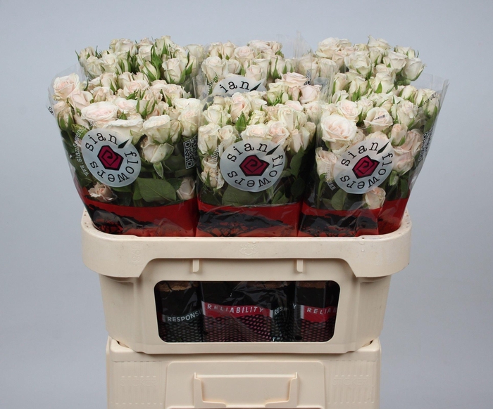 <h4>R TR ROYAL PORCELINA</h4>