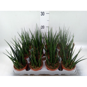 Sansevieria 'Fernwood'