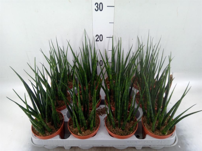 <h4>Sansevieria  'Fernwood'</h4>