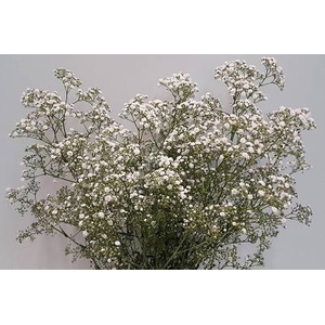 Gypsophila Million Star (p/bunch)